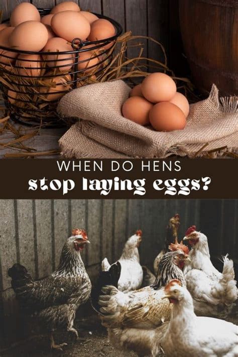 How Long To Chickens Lay Eggs • Longbourn Farm