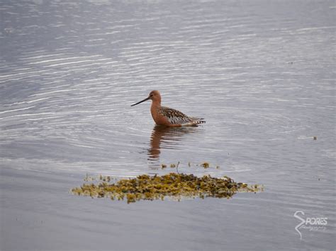 Barge Rousse M Le Limosa Lapponica Nesseby Church Norv Flickr