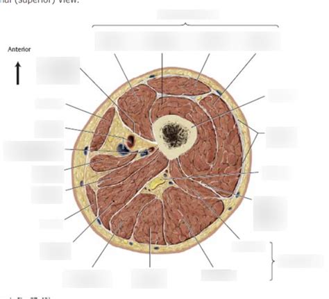 Diagram Of Cross Section Of Thigh Muscles Superior View Quizlet