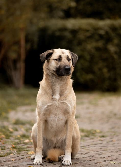 Kangal Steckbrief Charakter Wesen Und Haltung