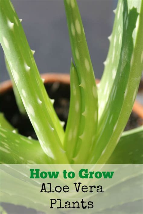 How To Care For Aloe Vera Plants Gardening Channel