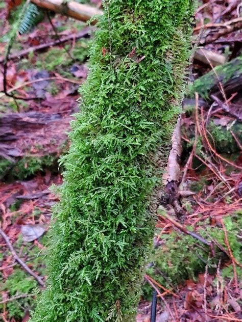 Branch Moss From The Pnw Etsy