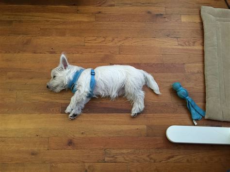 PsBattle: Sleeping Westie : r/photoshopbattles