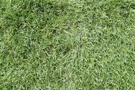 Grass Or Lawn Background Texture Graphic By Axel Bueckert Creative