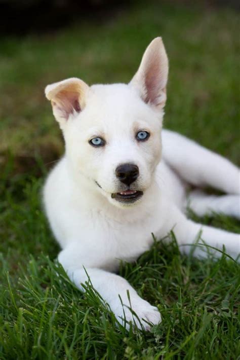 Golden Retriever Husky Mix Dog Breed Information | Your Dog Advisor