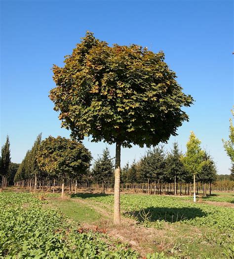 Udenhout Trees Acer Platanoides Globosum