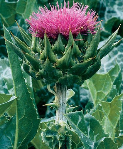 Growing Milk Thistle From Seed Johnnys Selected Seeds