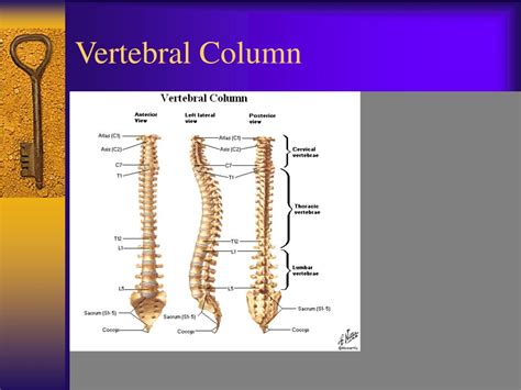 Ppt Vertebral Column Powerpoint Presentation Free Download Id 1717397