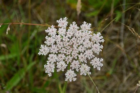 Flor De Zanahoria Silvestre Daucus Carota Oxburgh Hall Norfolk England Uk Foto De Archivo