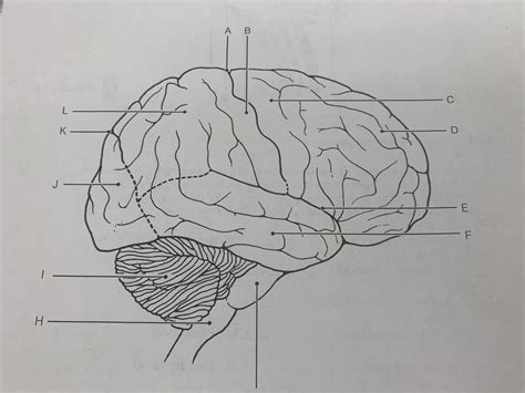 Lateral View Of Brain Diagram Quizlet