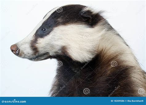 Badger Royalty Free Stock Image - Image: 18209586