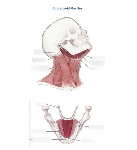 Diagram Of Suprahyoid Muscles Quizlet