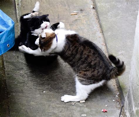 Downing Street welcomes two new cats, Evie and Ossie, to help catch ...