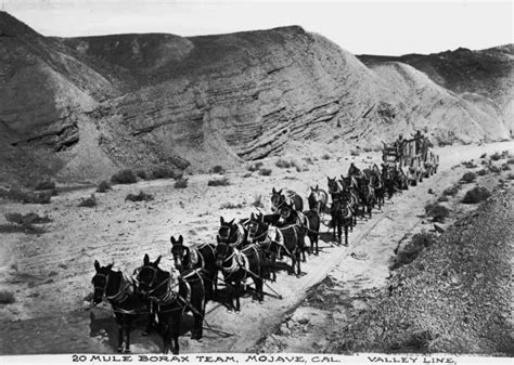 Twenty Mule Team Hauling Borax Photograph Wisconsin Historical Society