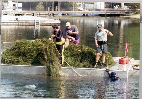 Managing Aquatic Plants In Farm Ponds Ufifas Extension Calhoun County