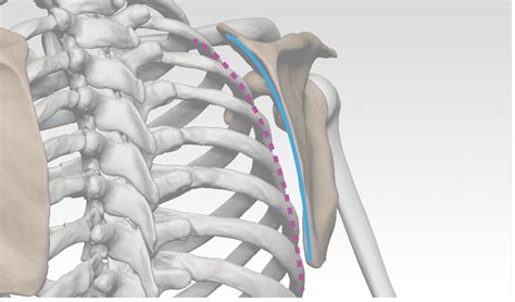 Scapula Protraction