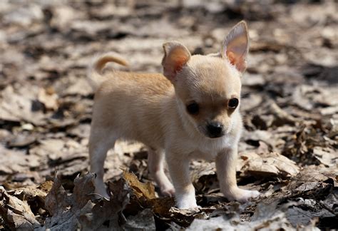 Chihuahua Hd Wallpapers Wallpaper Cave