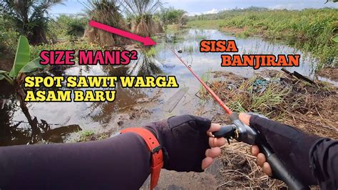 Casting Gabus Sisa Banjiran Di Kebun Warga Mancing Gabus Hitam Youtube