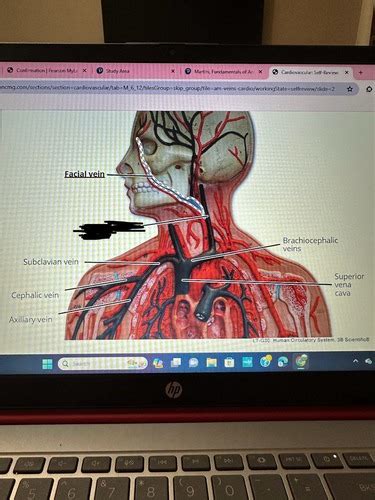 Aandp2 Lab Test Flashcards Quizlet