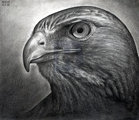 Hawk Drawing, Pencil, Sketch, Colorful, Realistic Art Images | Drawing ...