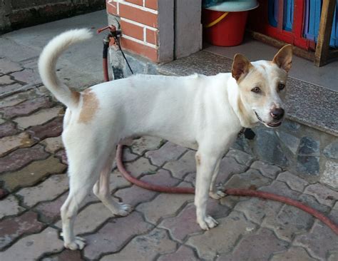 Flying China Man: Phu Quoc Dog