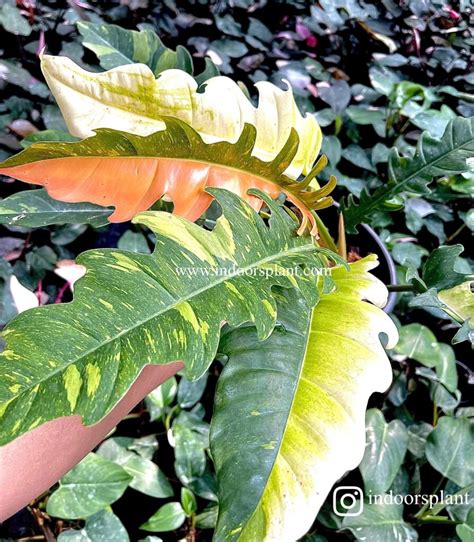 Philodendron Ring Of Fire Indoors Plant