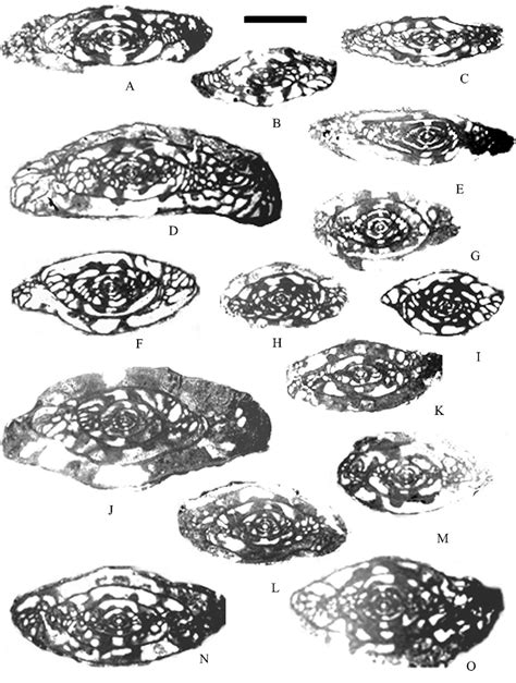 Photographs Of Fusulinids Of Stratigraphical Importance Scale Bar