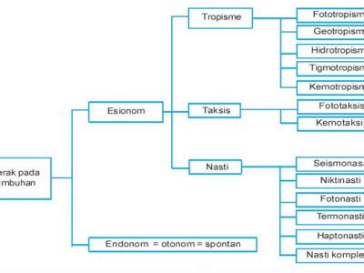 Detail Contoh Gerak Endonom Pada Tumbuhan Koleksi Nomer 36