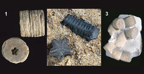 Crinoids British Geological Survey