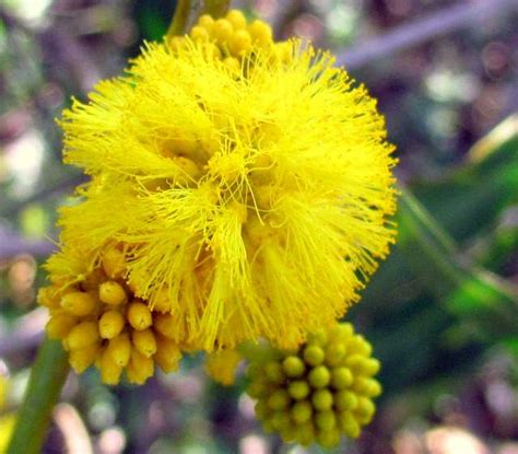 Blue Leaf Wattle 64917 Common Name Acacia Saligna