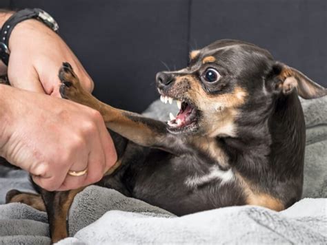 Understanding Fear Aggression In Dogs The Anxious Pet