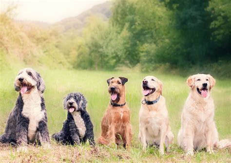 Cómo elegir la raza de perro adecuada para tu estilo de vida