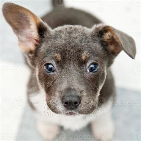 Small Cute Puppy Looking Up 1131162 Stock Photo at Vecteezy