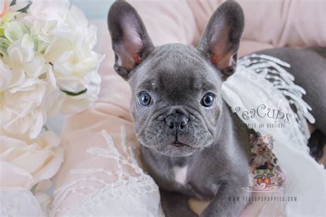 Blue Frenchie Puppy By Teacups French Bulldog French Bulldog Puppies