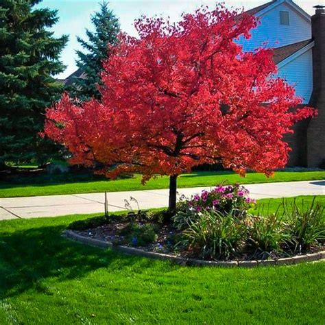 Pin On Park Strip Tree Options