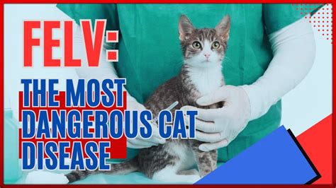 Felv The Most Dangerous Cat Disease Everything You Need To Know