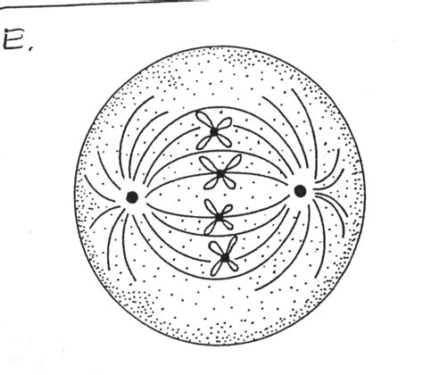 Random-Sophis / Metaphase