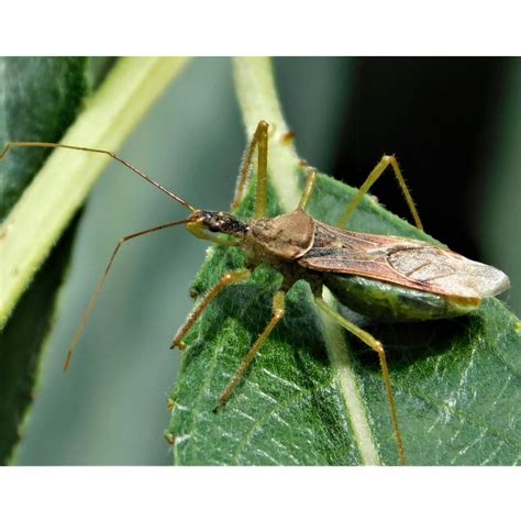 Assassin Bugs Capsid Bugs And Related Mirids Of Columbia County Oregon Wild Columbia County