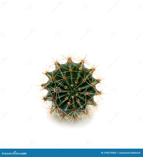 Cactus Echinopsis Known As Hedgehog Cactus Sea Urchin Cactus Or