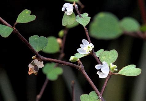 Muehlenbeckia astonii mingimingi | Shrubs, Tropical tree, Botanical terms