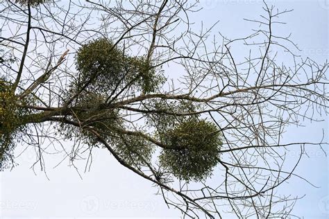 Viscum shrubs on tree branches 11307596 Stock Photo at Vecteezy