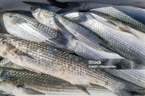 Ikan Mullet Abuabu Segar Di Pasar Ikan Ikan Segar Foto Stok Unduh