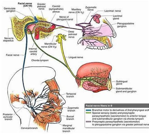 Pictures Of Chorda Tympani Nerve