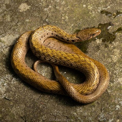 Hong Kong Snakes HongKongSnakeID