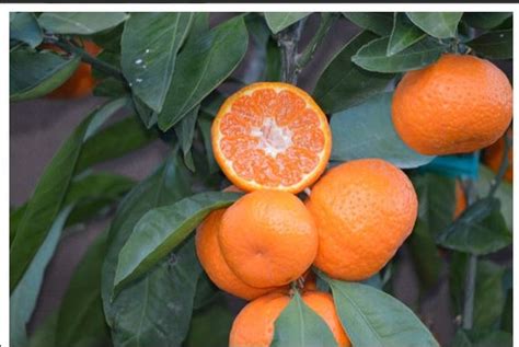 Mandarin Pixie Owari Satsuma Dancy Clementine California