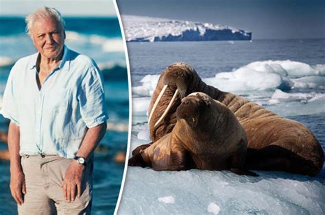 Blue Planet 2 David Attenboroughs Sequel Delves Deeper Into The