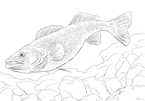 Fish Coloring Pages For Kids 101 Activity