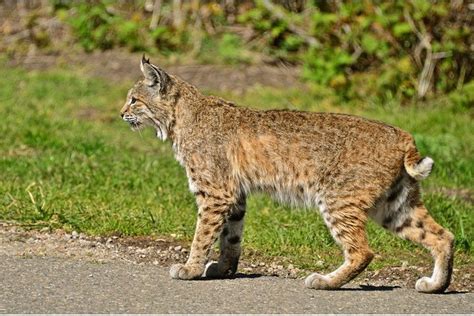 Let Sleeping Bobcats Lie, Unless They're On Your Balcony | LAist