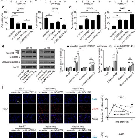 LINC02532 Knockdown Potentiates Radiosensitivity Of Clear Cell Renal