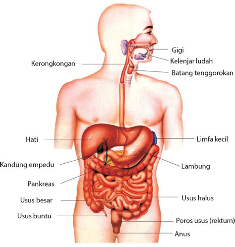 Sistem Organ Pencernaan Manusia Labelled Diagram